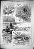 Old Sporting Dramatic News 1884 Teal Sandpiper Shooting Birds Hunting Victorian