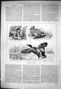 Old Sporting Dramatic News 1884 Wild Duck Snaring Hunting Birds John Victorian
