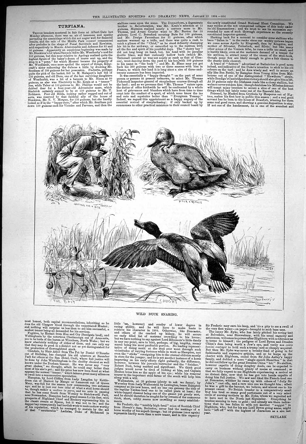 Old Sporting Dramatic News 1884 Wild Duck Snaring Hunting Birds John Victorian