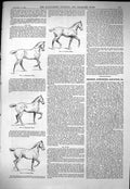 Old Sporting Dramatic News 1884 Horses Trotting Craven Cottage Fulham Victorian