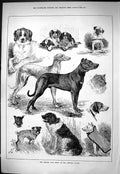 Old Sporting Dramatic News 1884 Kennel Club Dog Show Crystal Palace S Victorian