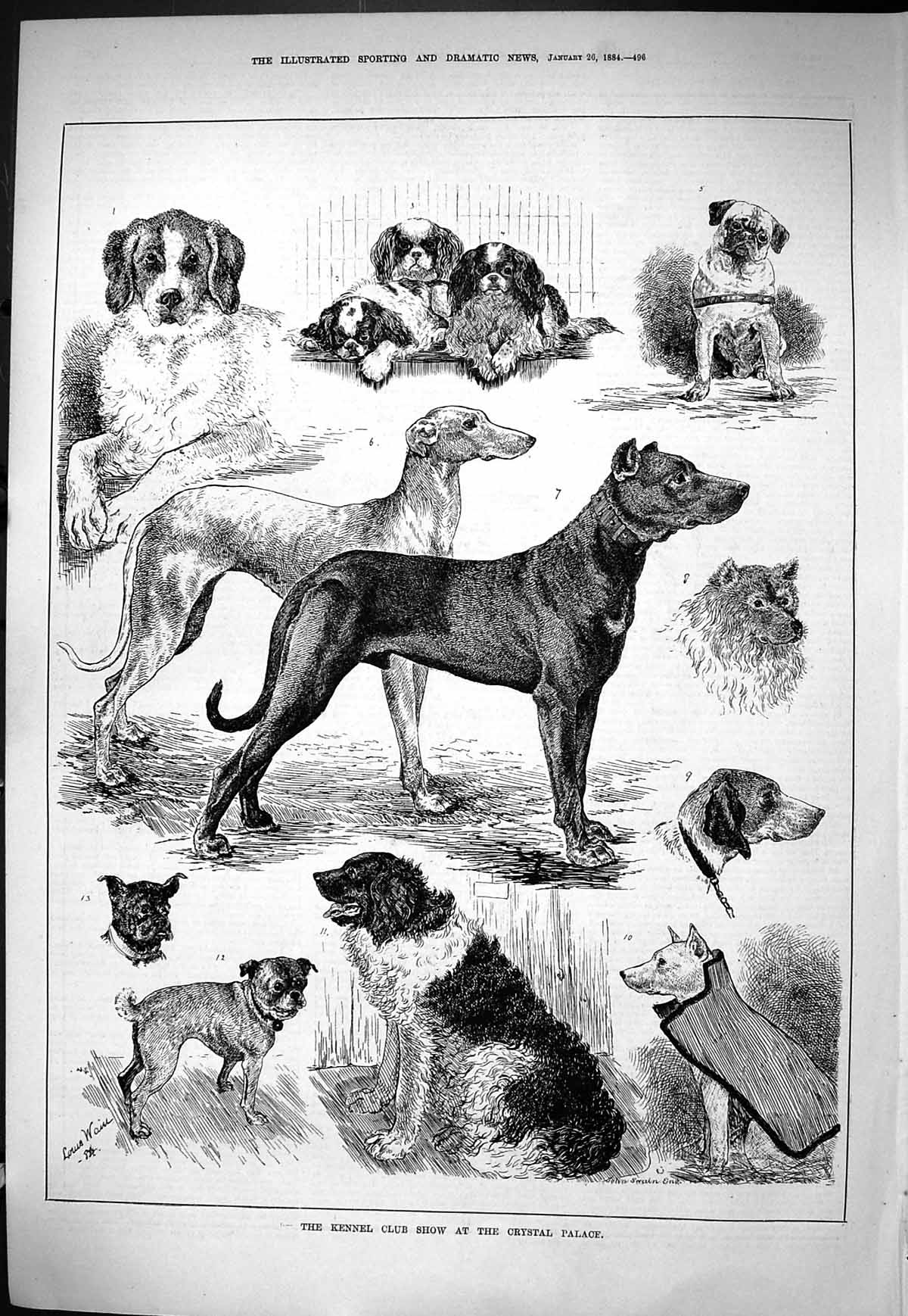 Old Sporting Dramatic News 1884 Kennel Club Dog Show Crystal Palace S Victorian
