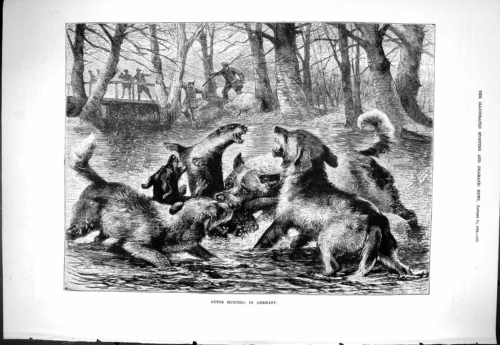 Old Sporting Dramatic News 1884 Otter Hunting Germany Dogs Sport Fine Victorian