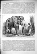 Old Sporting Dramatic News 1884 White Elephant Zoological Gardens Ani Victorian