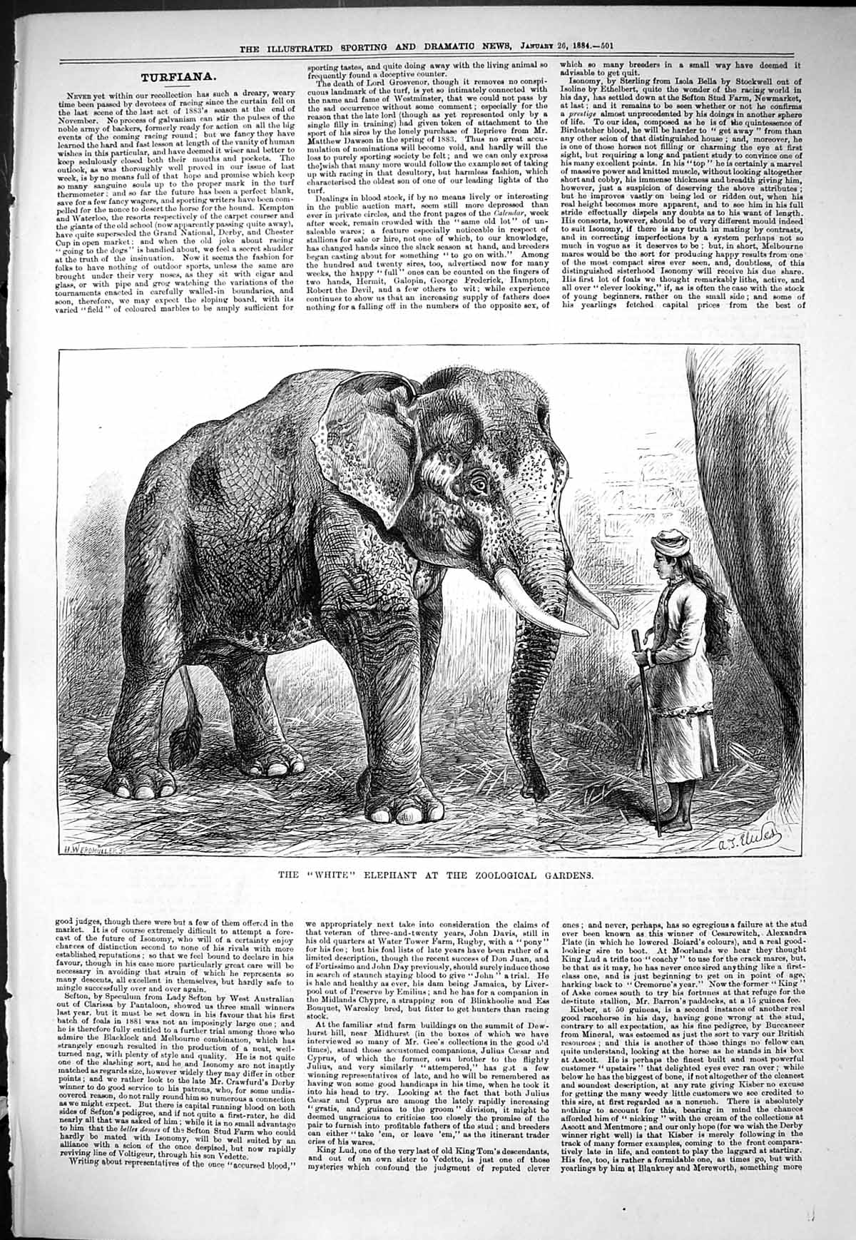 Old Sporting Dramatic News 1884 White Elephant Zoological Gardens Ani Victorian