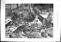 Old Sporting Dramatic News 1884 Fight For Life Stag Caught River Fine Victorian