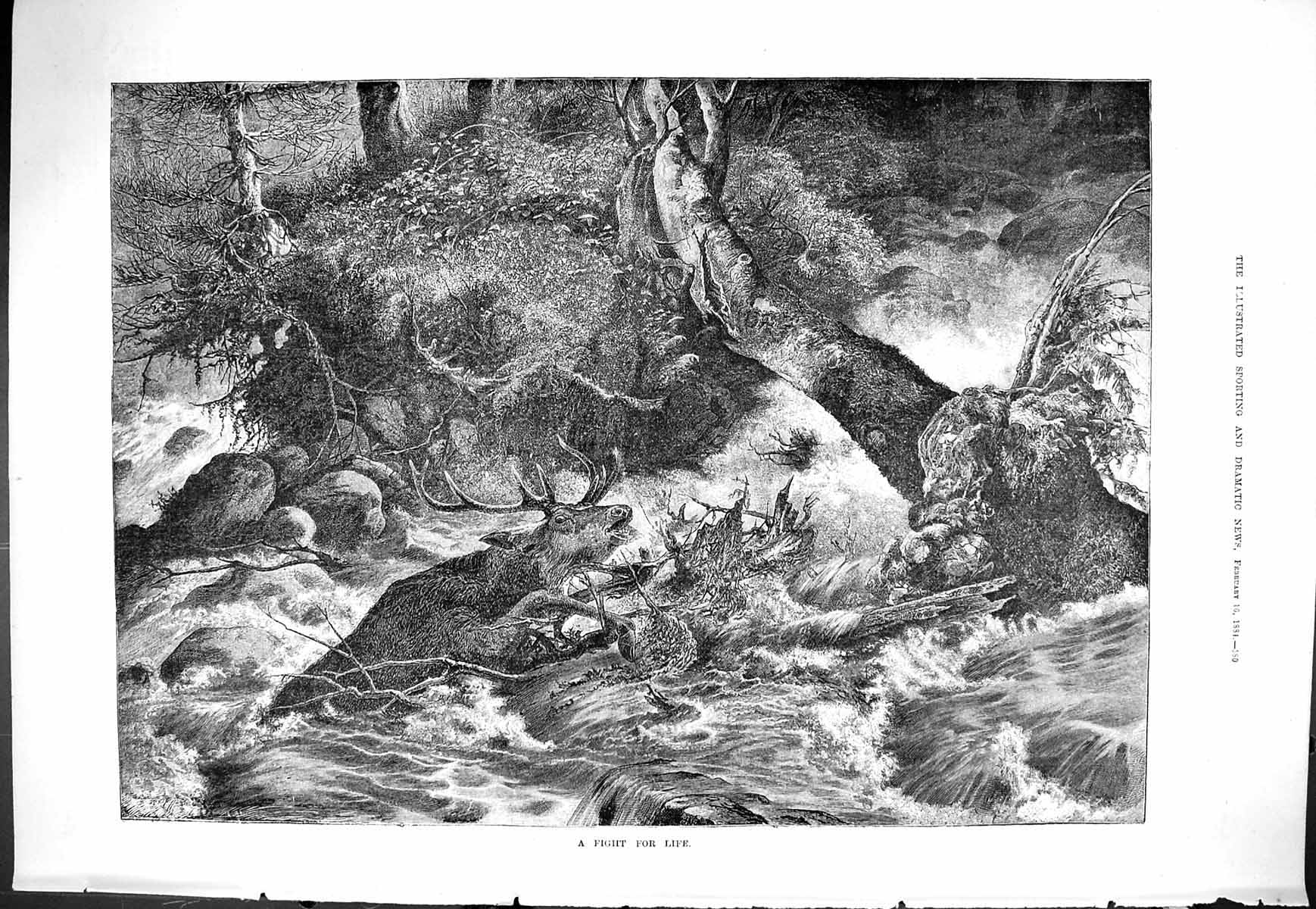 Old Sporting Dramatic News 1884 Fight For Life Stag Caught River Fine Victorian
