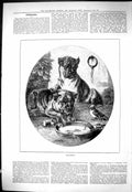 Antique Old Print Sporting Dramatic News 1884 Confidence Angry Dogs Bowl Bird