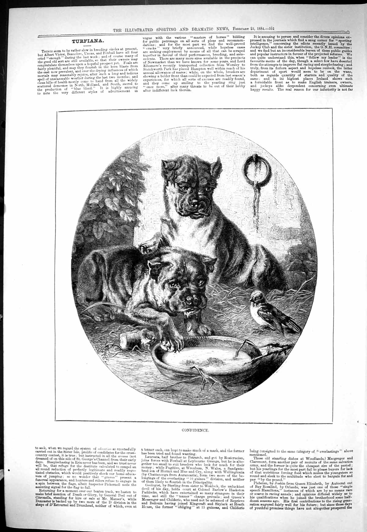 Antique Old Print Sporting Dramatic News 1884 Confidence Angry Dogs Bowl Bird