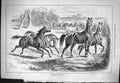 Old Sporting Dramatic News 1884 Horses Cattle Animals Countryside Swa Victorian