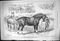 Old Sporting Dramatic News 1884 English Cart Horse Show Islington Els Victorian