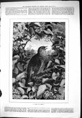 Old Sporting Dramatic News 1884 Carol Spring Birds Singing Trees Fine Victorian