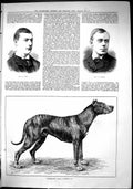 Old Sporting Dramatic News 1884 Wade Penley Celebrated Dog Sultan Swa Victorian