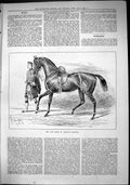 Old Sporting Dramatic News 1884 Duke Albany Charger Horse Scottish Ki Victorian