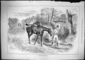 Old Sporting Dramatic News 1884 Hunting Horse Limping Lamely Home Swa Victorian