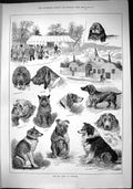 Old 1884 Dog Show Warwick Carlowitz Alister Charlemagne Ben Nevis Did Victorian