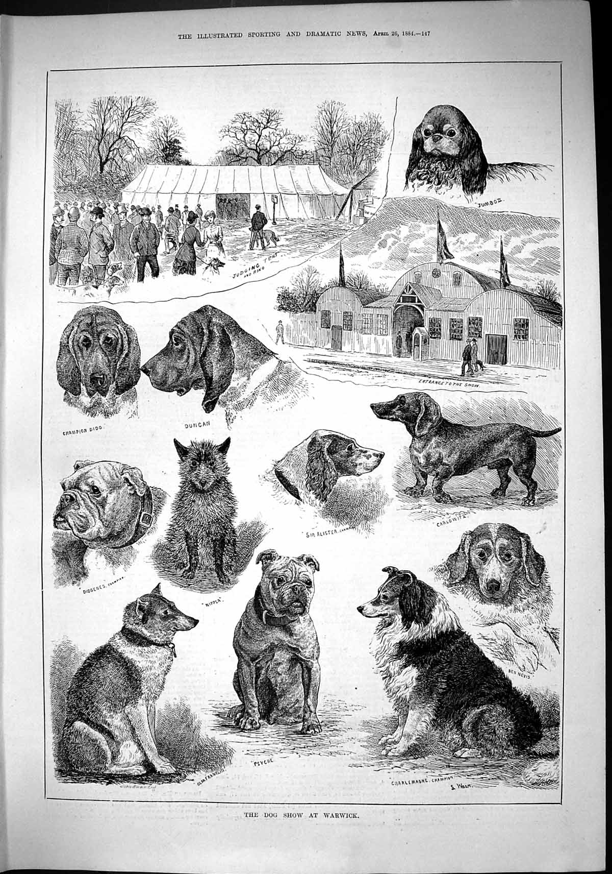 Old 1884 Dog Show Warwick Carlowitz Alister Charlemagne Ben Nevis Did Victorian