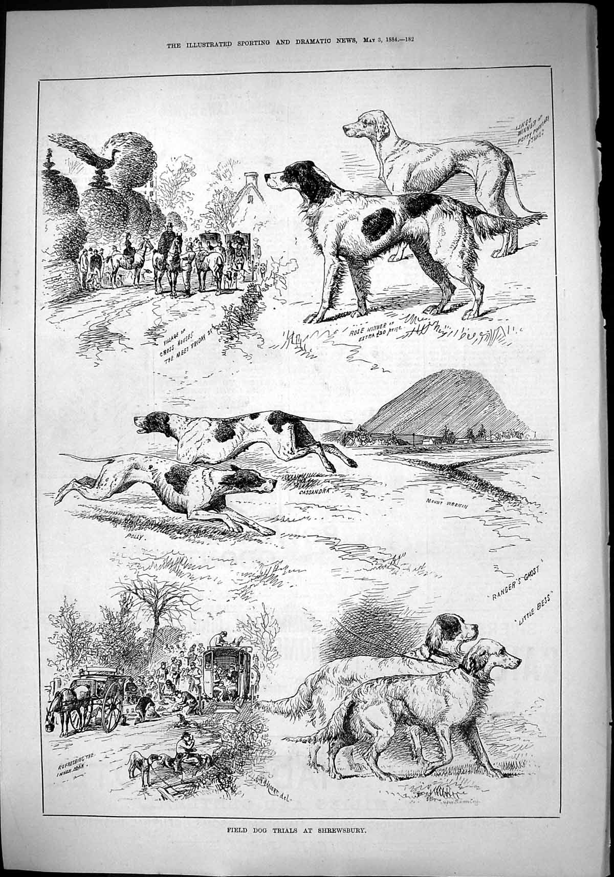 Old 1884 Field Dog Trials Shrewsbury Bess Ghost Rose Mount Wrekin Cas Victorian