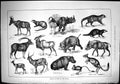 Old 1884 Antelope Hippopotamus Jerboa Hare Hog Mangue Civet Rhinocero Victorian