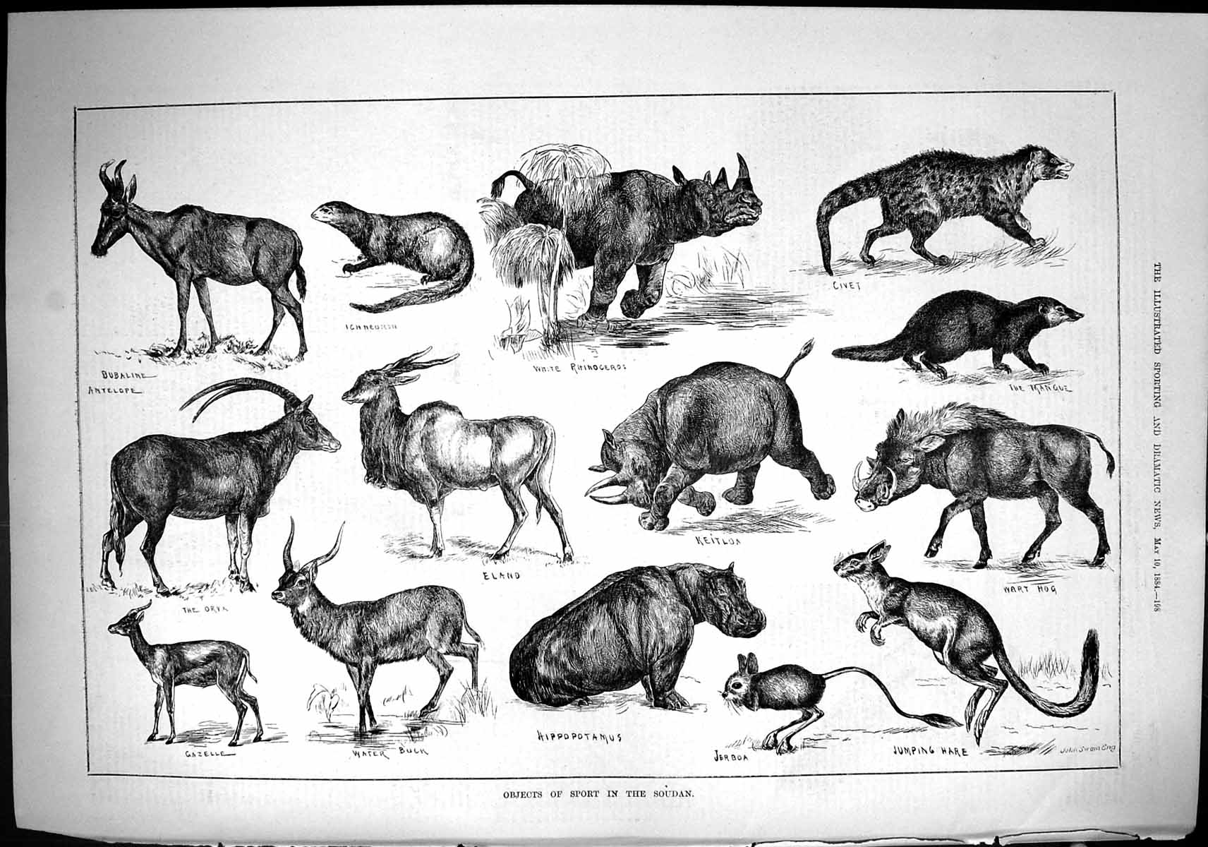 Old 1884 Antelope Hippopotamus Jerboa Hare Hog Mangue Civet Rhinocero Victorian