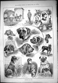 Old Sporting Dramatic News 1884 Margate Dog Show Emperor Elaine Cobb Victorian