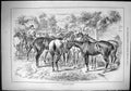 Antique Old Print Sporting Dramatic News 1884 Slave Market Horses Sale Swain