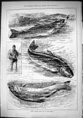 Old Sporting Dramatic News 1884 Trout Fishing Fisherman Angling River Victorian