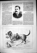 Old Sporting Dramatic News 1884 Griffiths George Krehl Basset Hound D Victorian