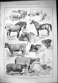 Old Sporting Dramatic News 1884 Bath England Show Maidstone Sheep Hor Victorian