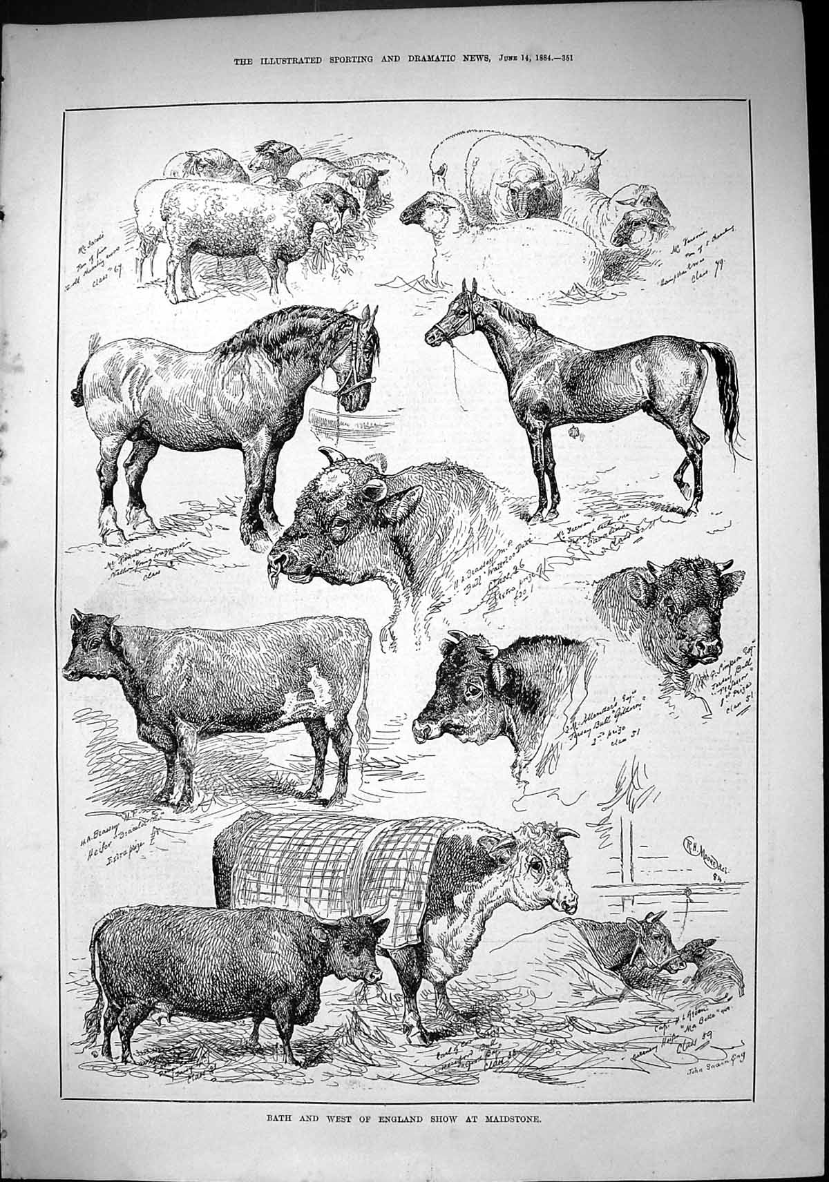 Old Sporting Dramatic News 1884 Bath England Show Maidstone Sheep Hor Victorian