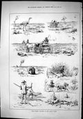 Old Sporting Dramatic News 1884 Wild Turkey Shooting Australia Huntin Victorian