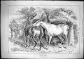 Old Sporting Dramatic News 1884 Hours Idleness Horses Field Countrysi Victorian