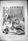 Old Sporting Dramatic News 1884 Hornbills Zoological Gardens Birds Jo Victorian