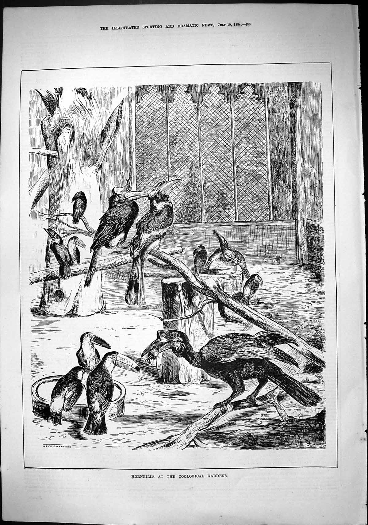 Old Sporting Dramatic News 1884 Hornbills Zoological Gardens Birds Jo Victorian