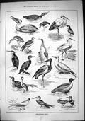 Old 1884 Fish Destroying Birds Pelican Diver Stork Penguin Tern Goose Victorian