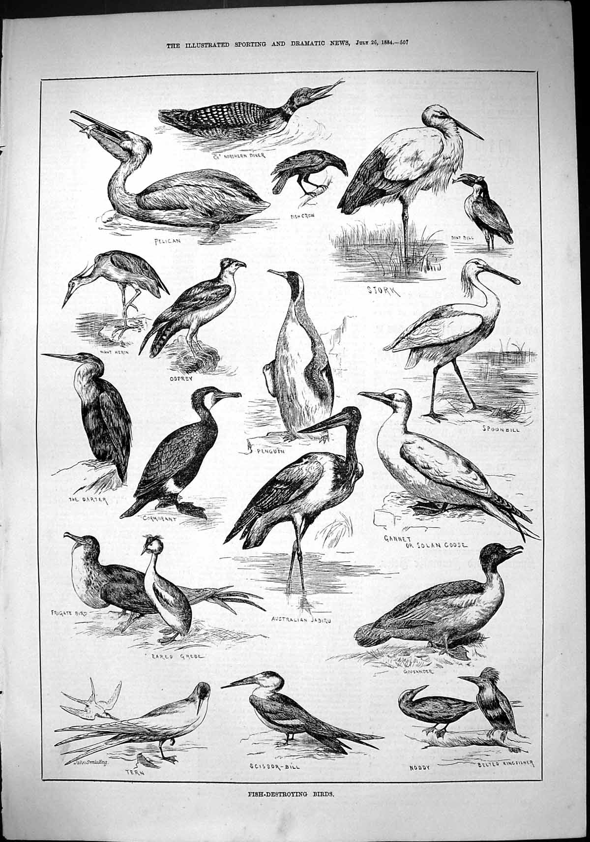 Old 1884 Fish Destroying Birds Pelican Diver Stork Penguin Tern Goose Victorian