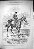Old Print Sporting Dramatic News 1884 Race Horse Walking Exercise Trainer 19th
