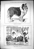 Old Sporting Dramatic News 1884 Dog Charlemagne Monkeys Zoo Animals S Victorian