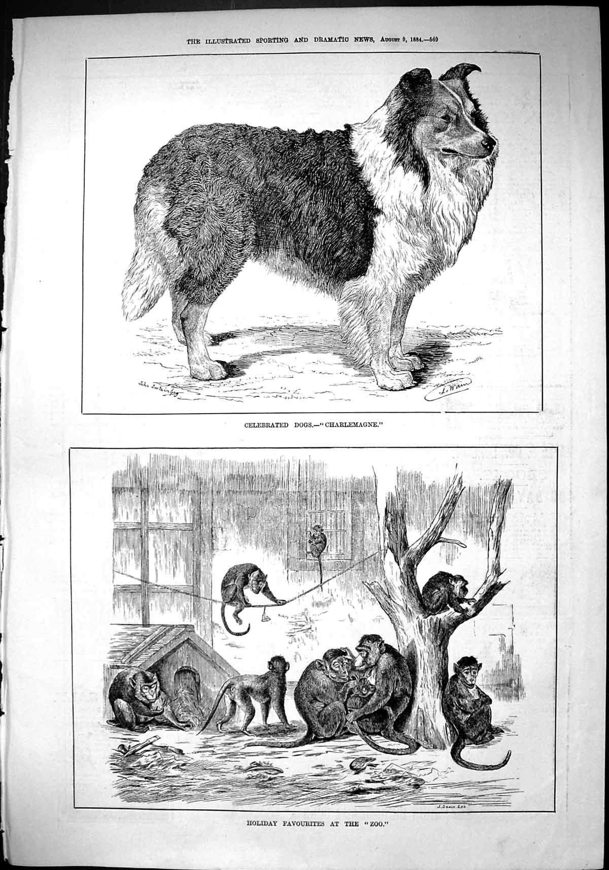 Old Sporting Dramatic News 1884 Dog Charlemagne Monkeys Zoo Animals S Victorian