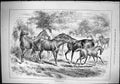 Old Print Sporting Dramatic News 1884 Field Horses Dangerous Play Sketch 19th