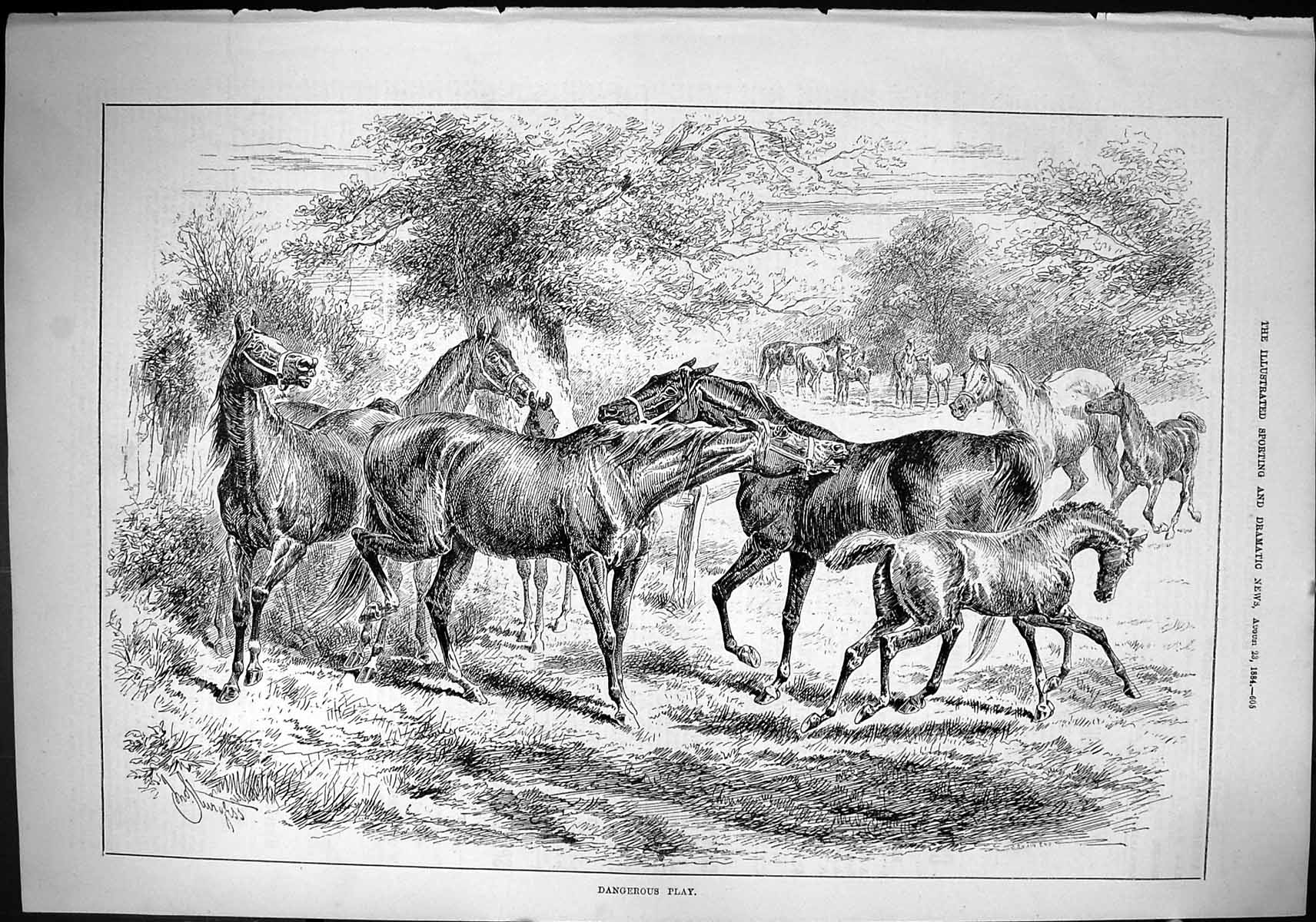 Old Print Sporting Dramatic News 1884 Field Horses Dangerous Play Sketch 19th