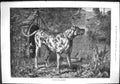Old Sporting Dramatic News 1884 Guarding Preserves Dog Pheasant Birds Victorian
