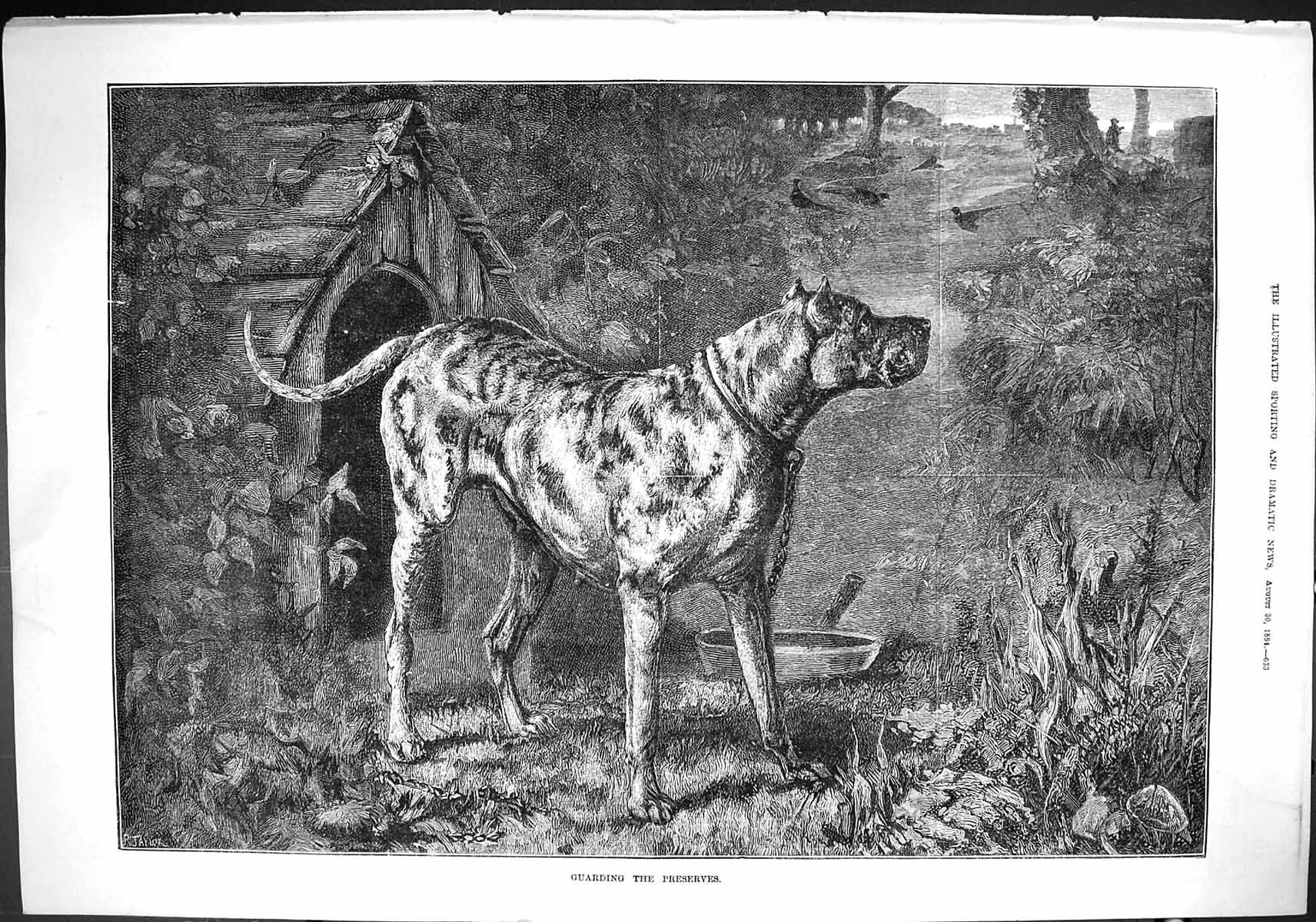 Old Sporting Dramatic News 1884 Guarding Preserves Dog Pheasant Birds Victorian
