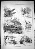 Old 1884 Sacred Crocodile River Nile Egypt Plover Birds Hunting Swain Victorian