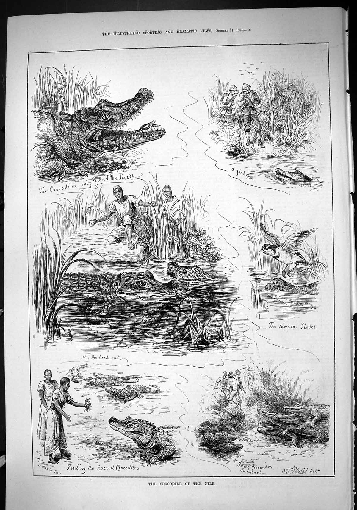 Old 1884 Sacred Crocodile River Nile Egypt Plover Birds Hunting Swain Victorian