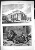 Antique Print 1884 Concert House Leipzig Architecture Lions Zoo Wild Animls