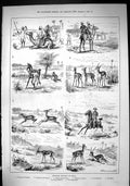 Old 1884 Antelope Hunting India Camels Sport Dying Buck Huntsmen Hors Victorian