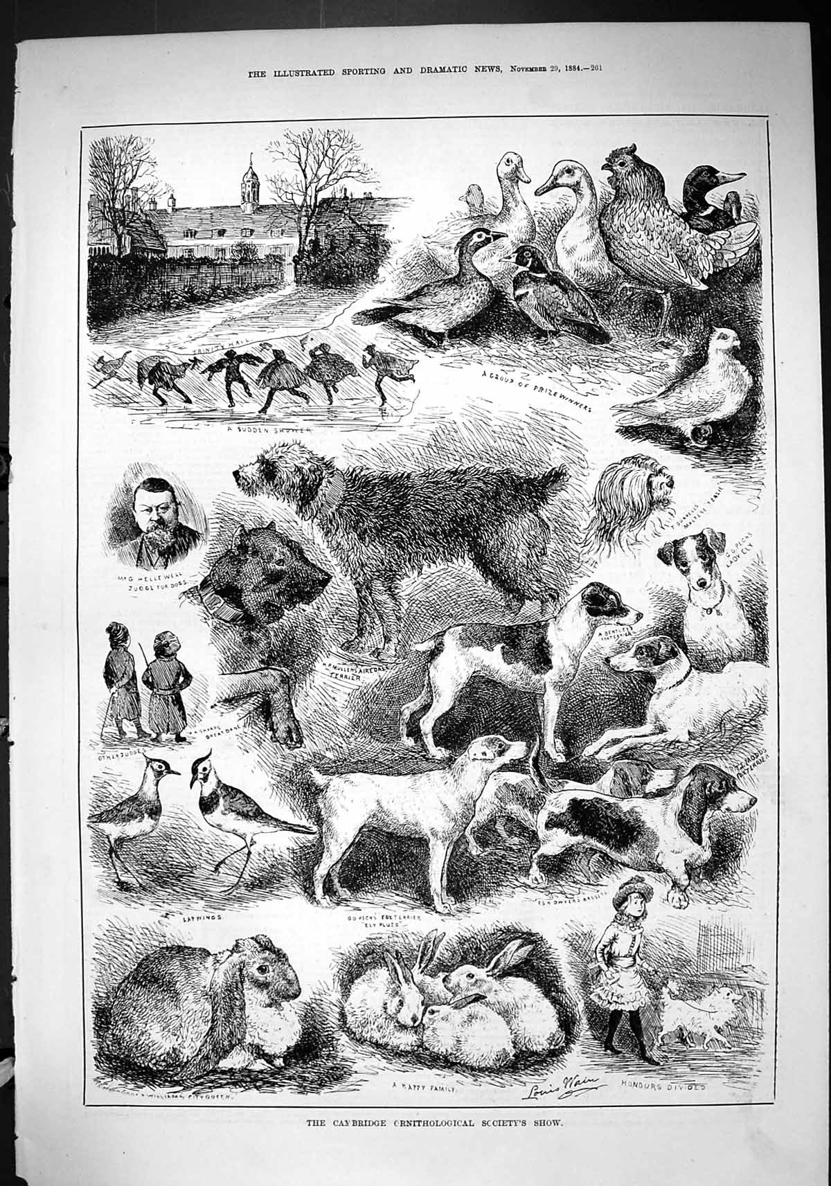 Old 1884 Cambridge Ornithological Society Show Lapwings Hellewell Ter Victorian