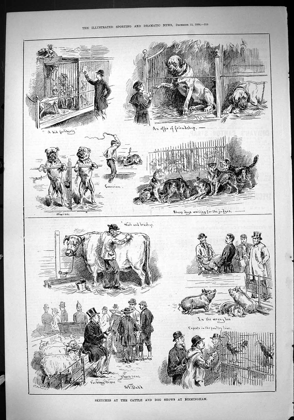 Antique Old Print 1884 Cattle Dog Show Birmingham Animals Poultry Bids Swain