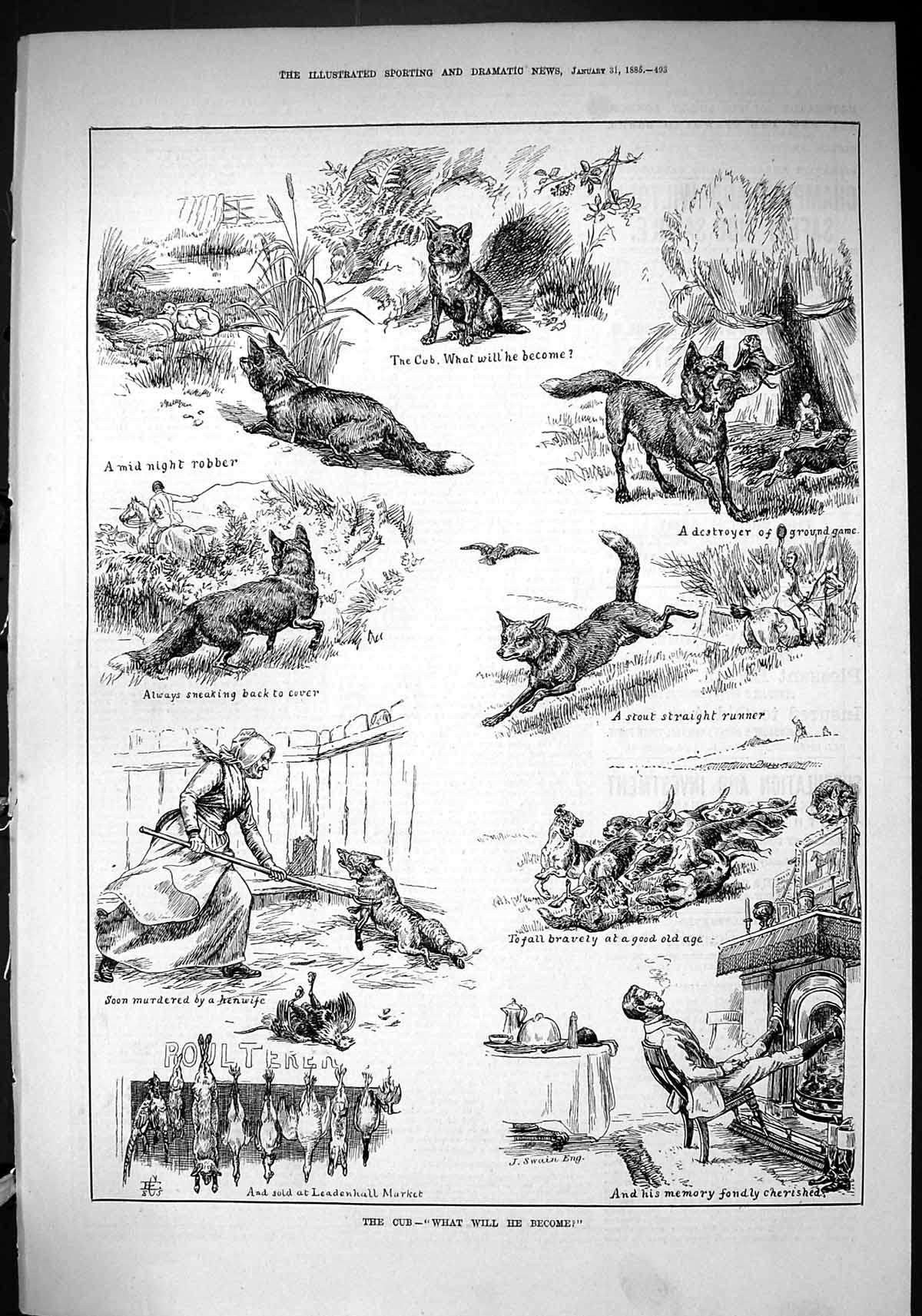 Original Old Antique Print 1885 Fox Cub Hunting Henwife Birds Leadenhall Market